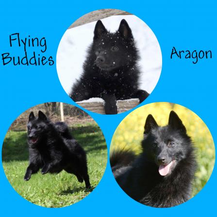 Flying Buddies Aragon