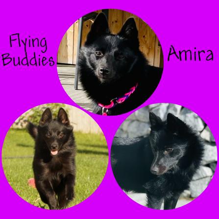 Flying Buddies Amira