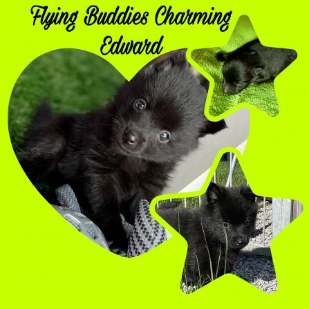 Flying Buddies Charming Edward