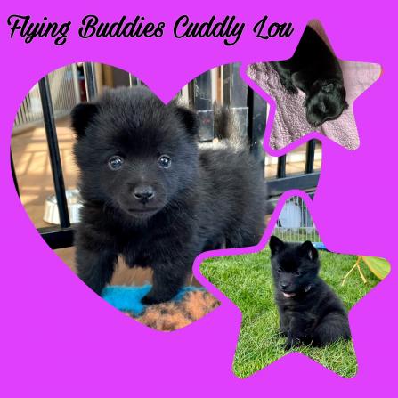 Flying Buddies Cuddly Lou