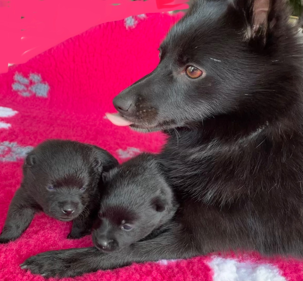 18 Tage alt - Amira, Holly und Willow
