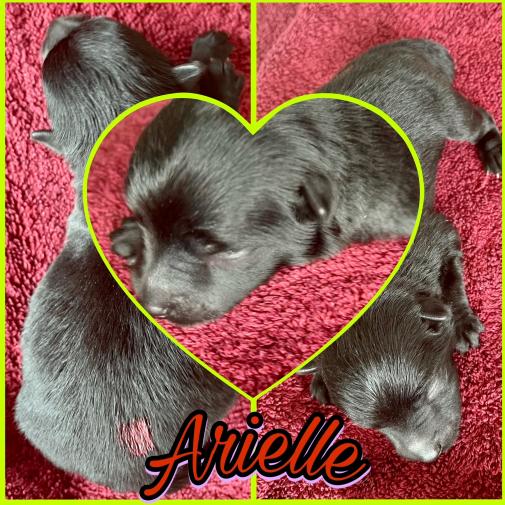 1arielle-collage