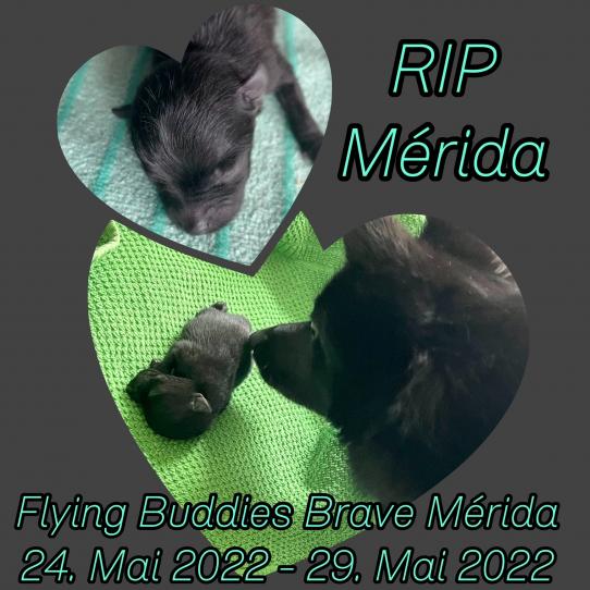 1merida-rip