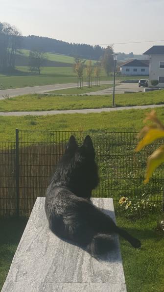 Buddy 2,5 Jahre - chillen zu Hause