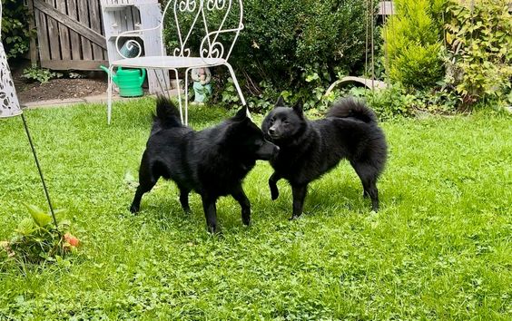 Amira & Sirius waren sich sehr sympathisch