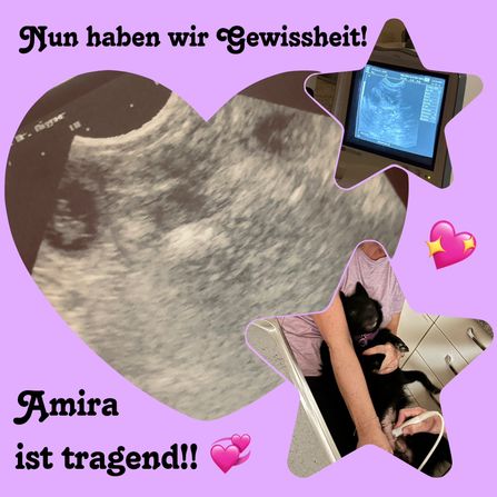 Ultraschall - Bestätigung der Trächtigkeit