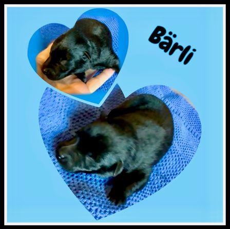 Bärli