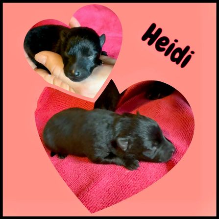 Heidi