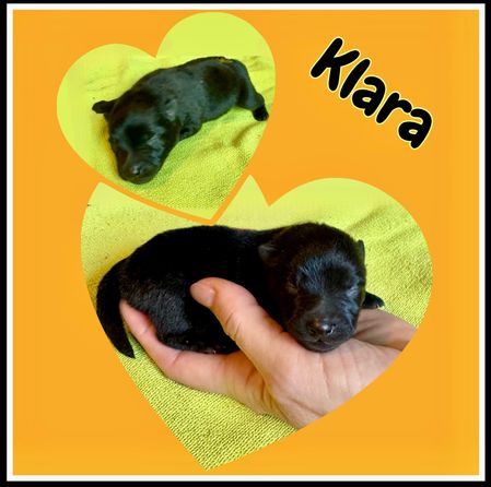 Klara
