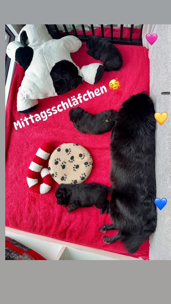 2,5 Wochen