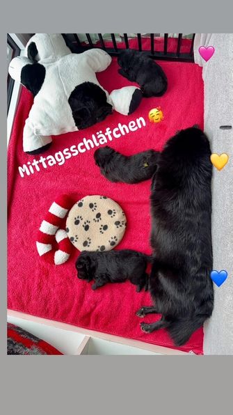 2,5 Wochen