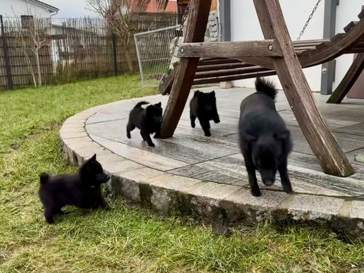 Frei im ganzen Garten unterwegs