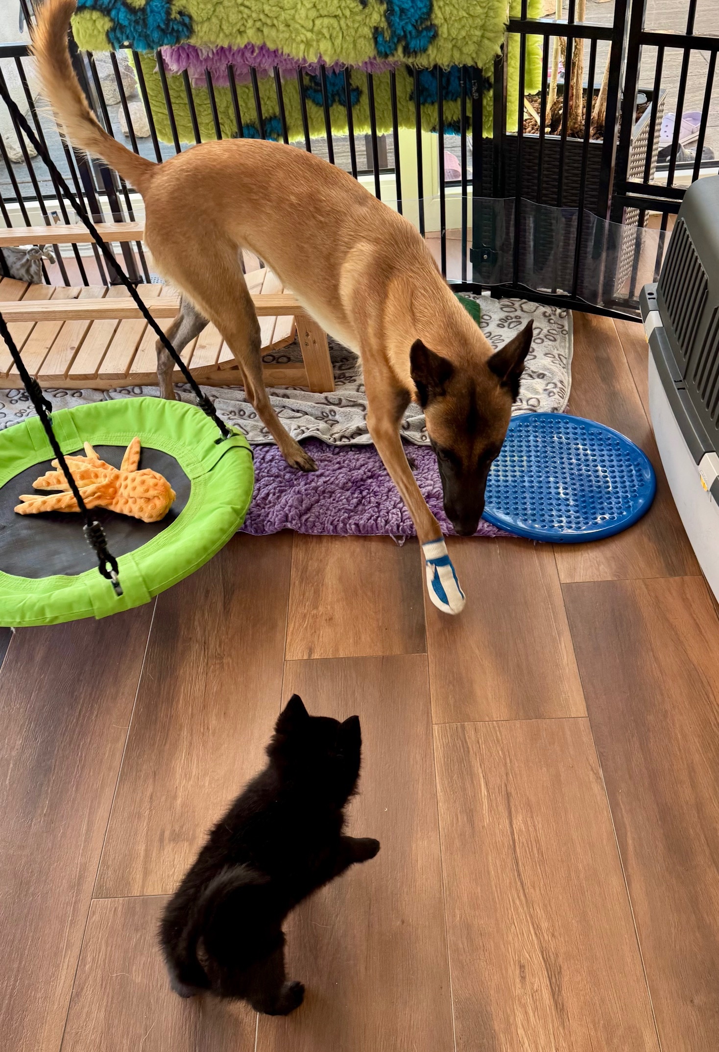 Malinois Layla liebt die Welpen