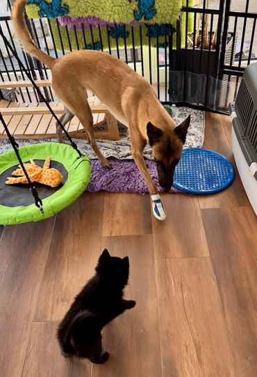 Malinois Layla liebt die Welpen