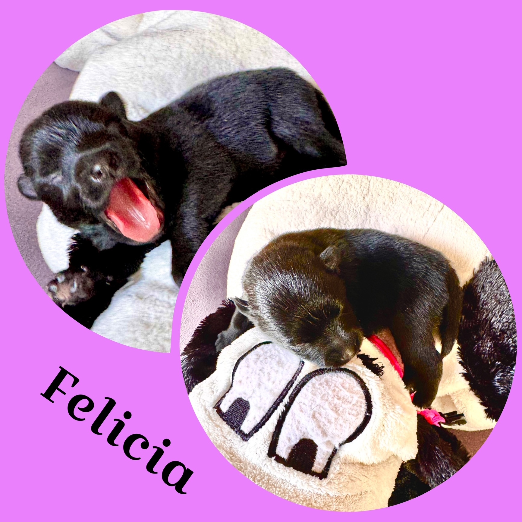 Feli (später Wanda)