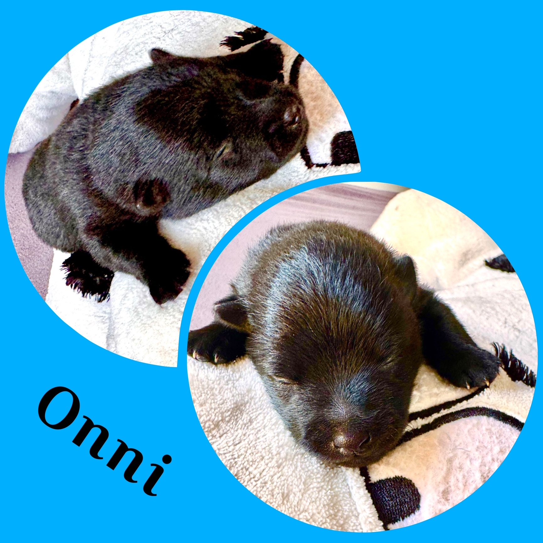 Onni (später Elmo)