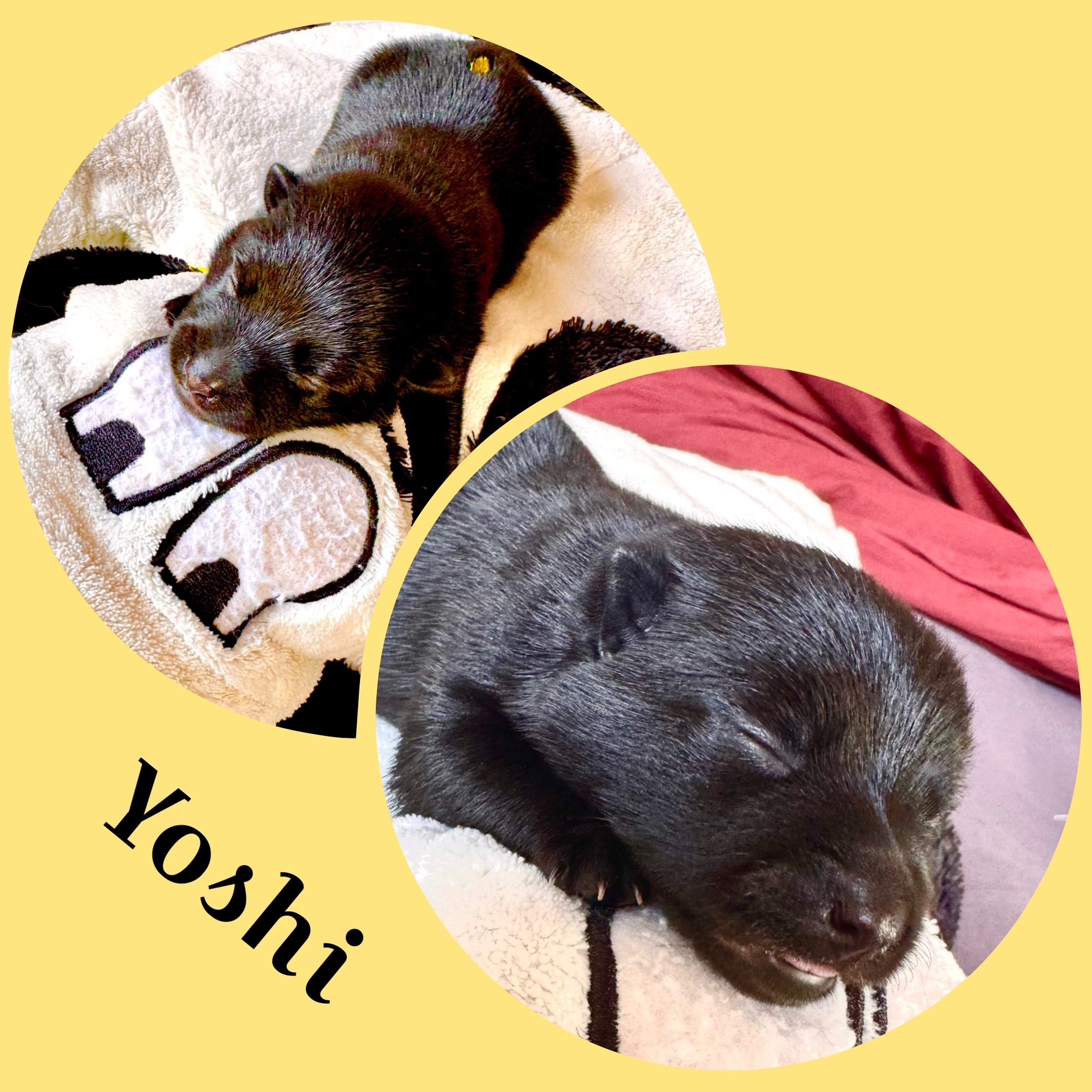 Yoshi (später Noxx)