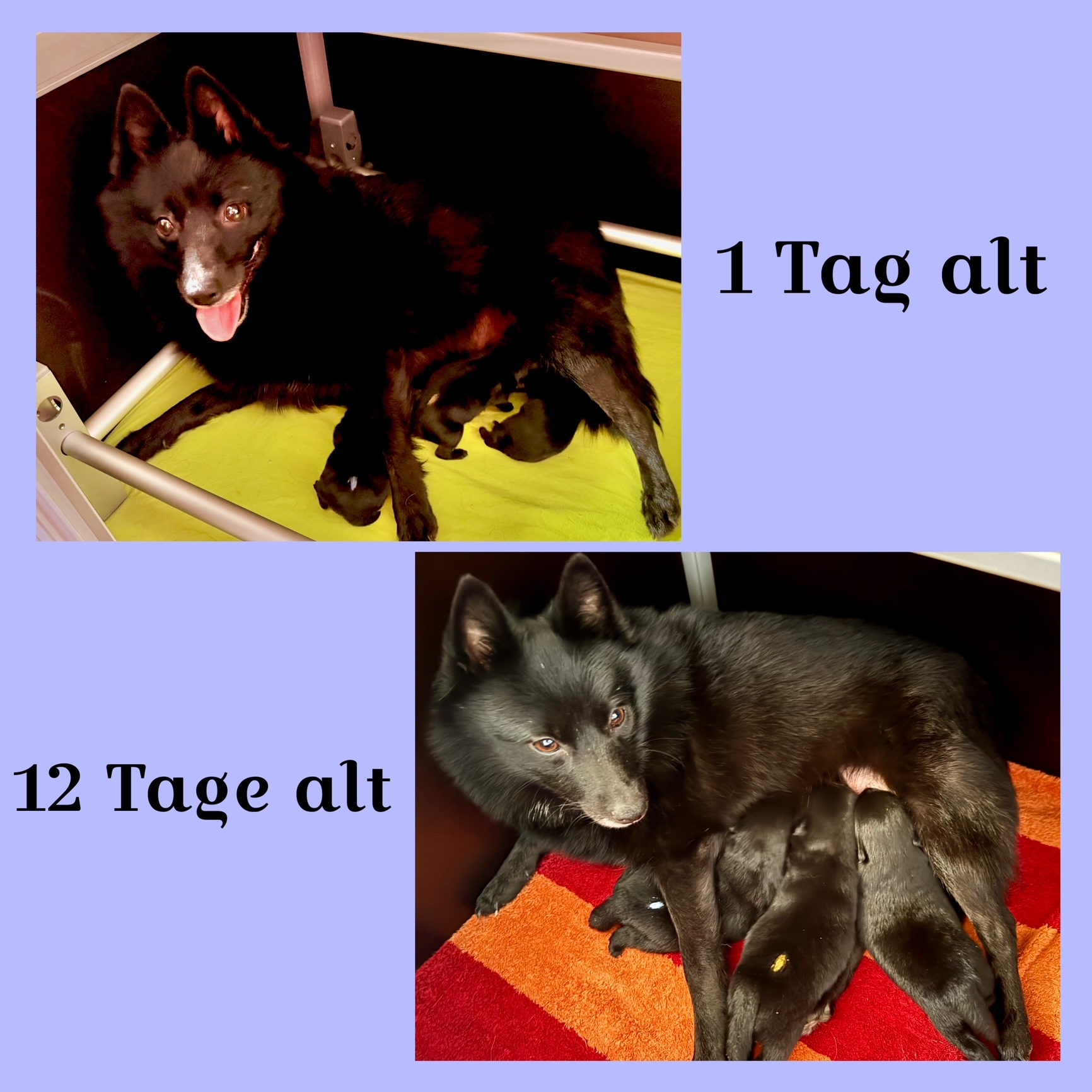 12 Tage alt - sie wachsen so schnell
