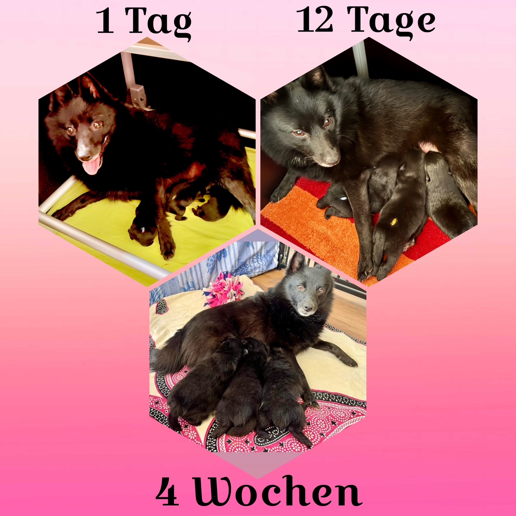 4,5 Wochen - sie wachsen und gedeihen