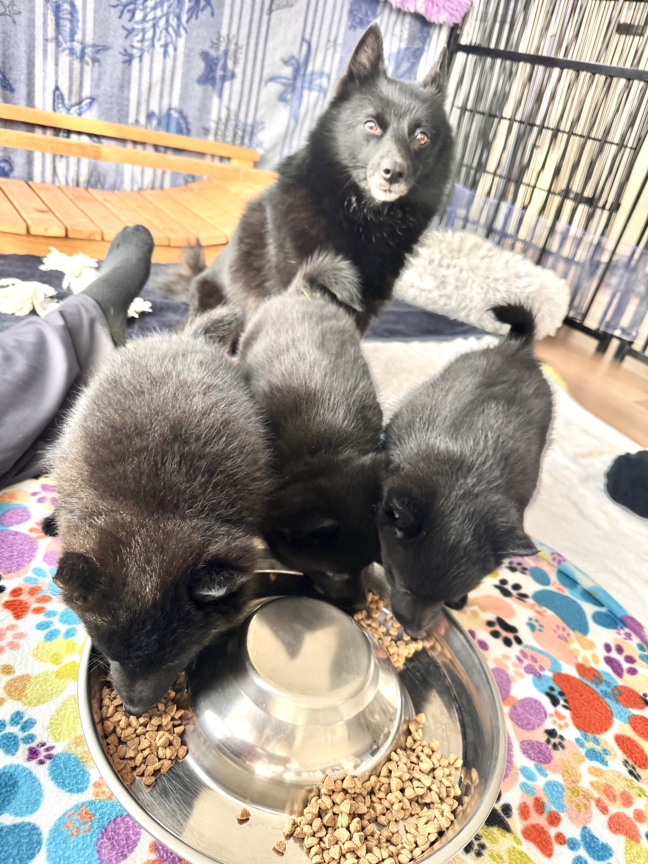 7 Wochen - lecker Futter unter Aufsicht von Mama