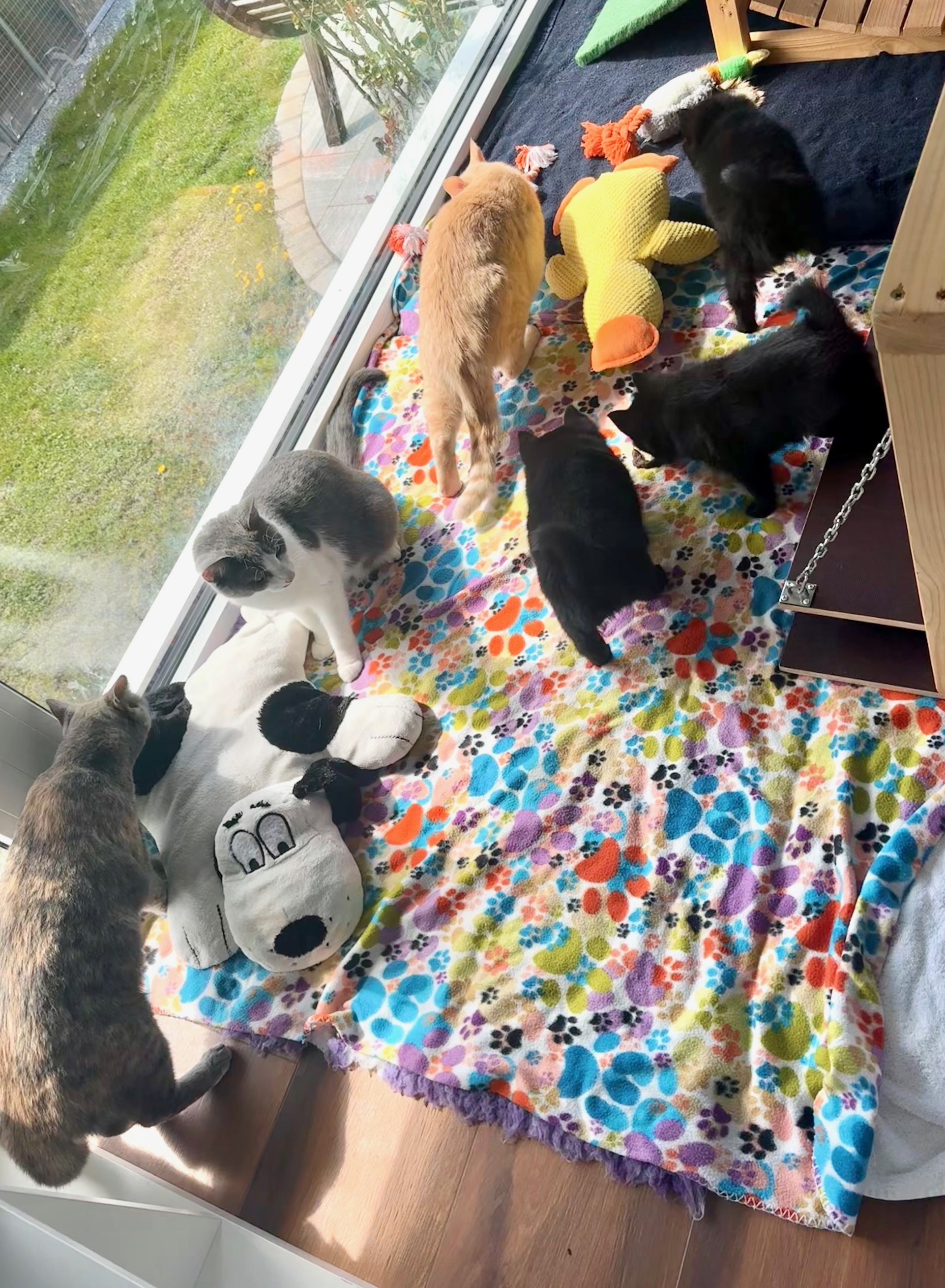 7 Wochen - Katzen kennenlernen