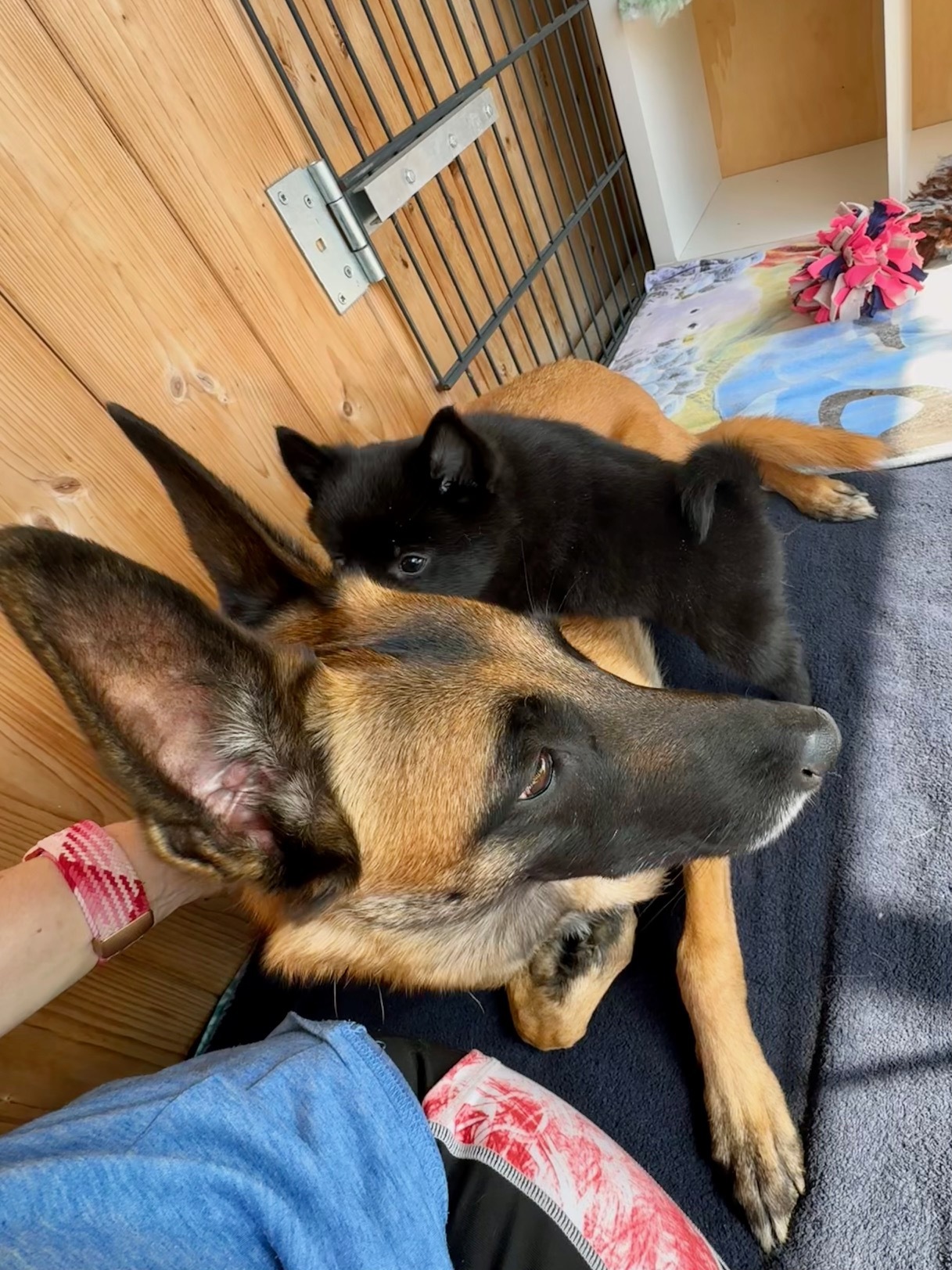 7,5 Wochen - Layla ist sehr geduldig mit den Welpen