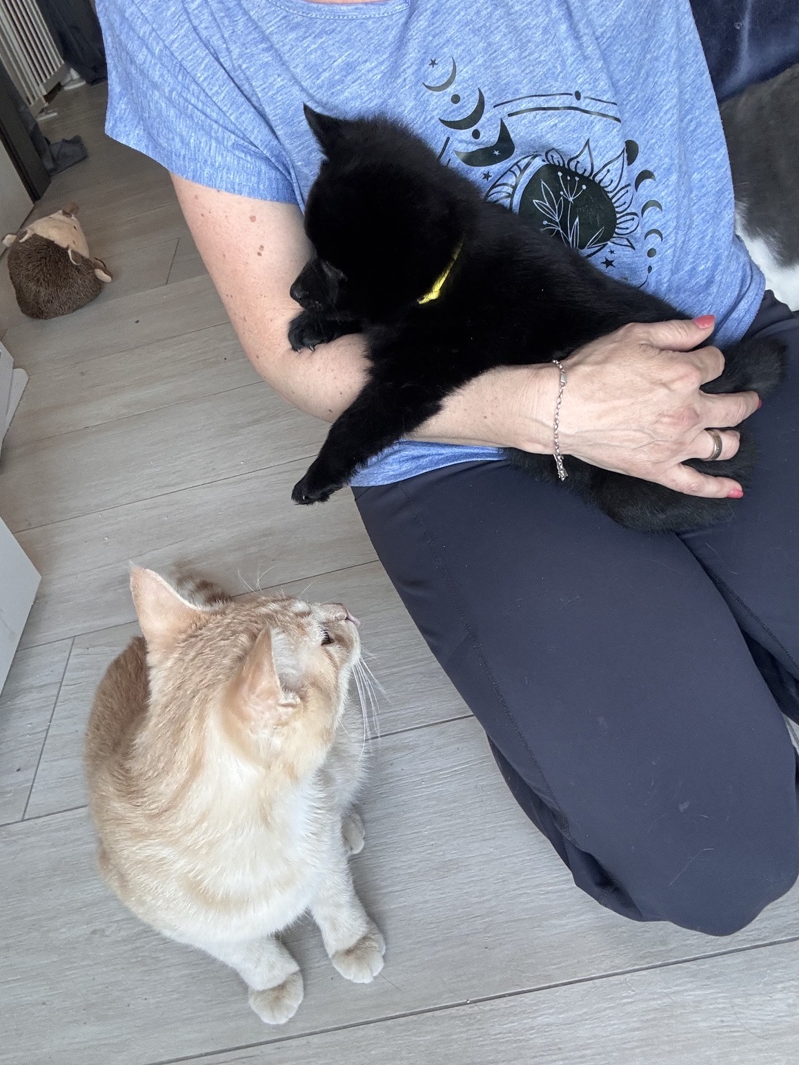 7,5 Wochen - Katzengewöhnung