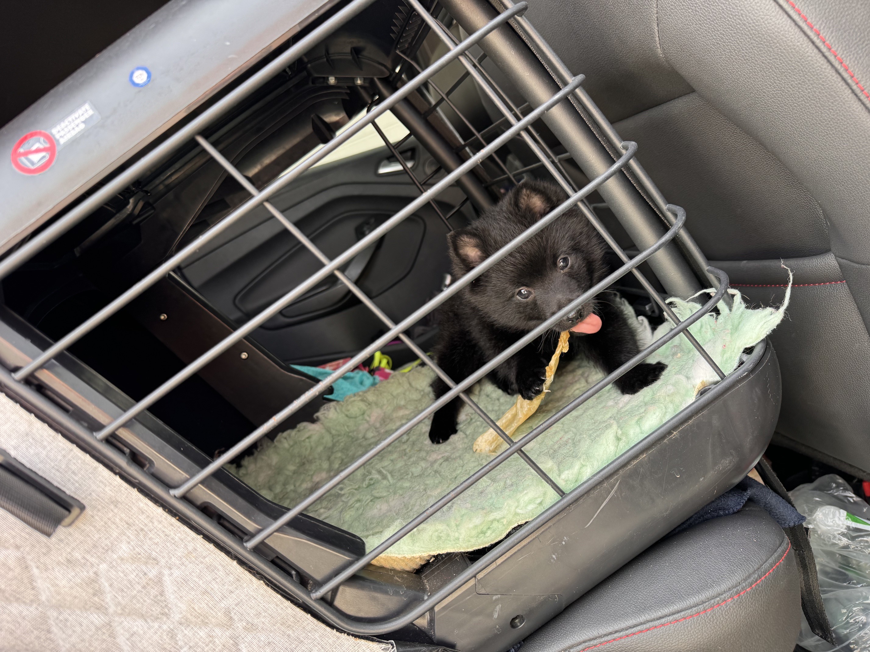 8.5 Wochen - Auto fahren mit jedem Welpen einzeln