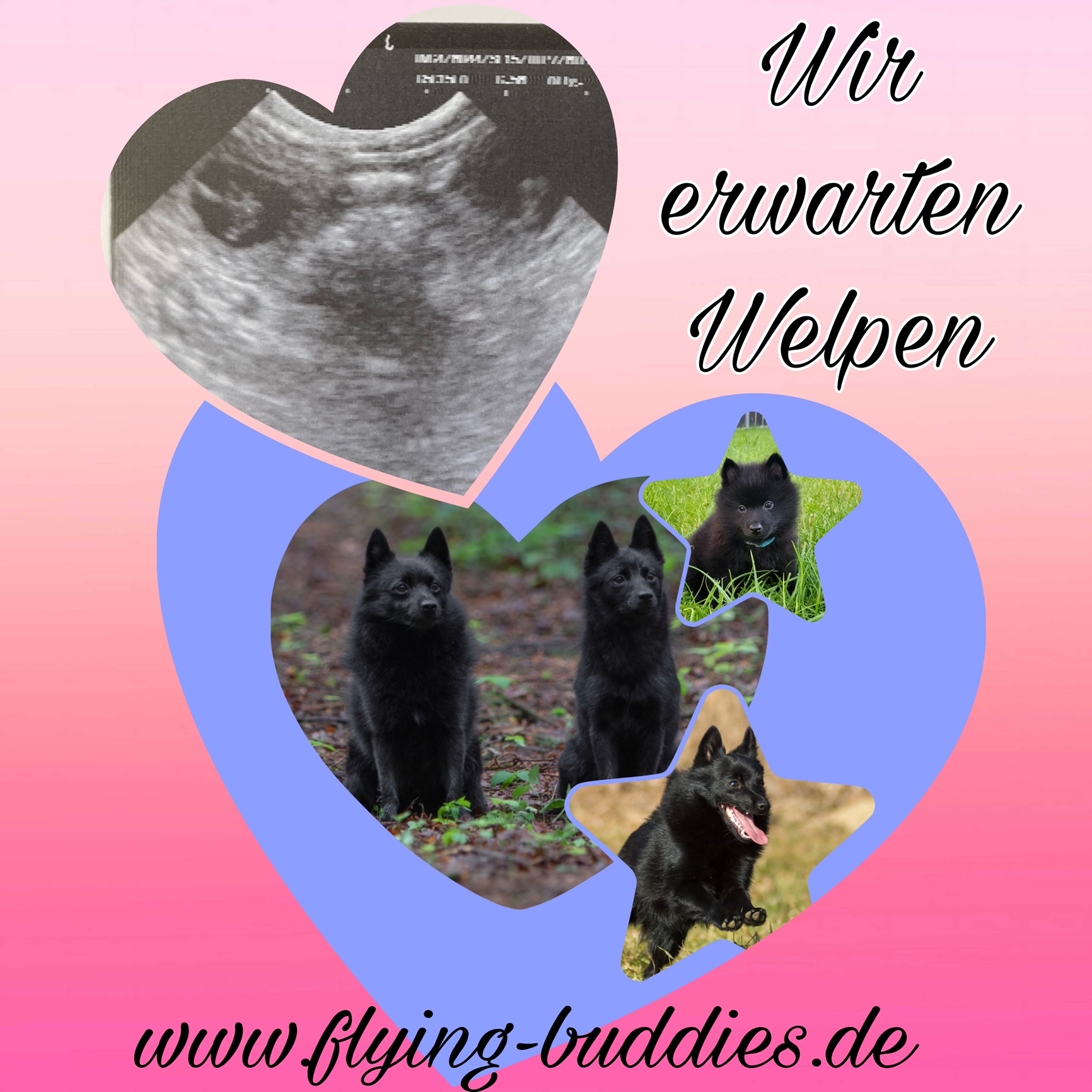 Trächtigkeit bestätigt