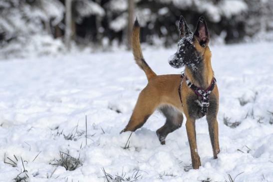 6 Monate alt - toben im ersten Schnee