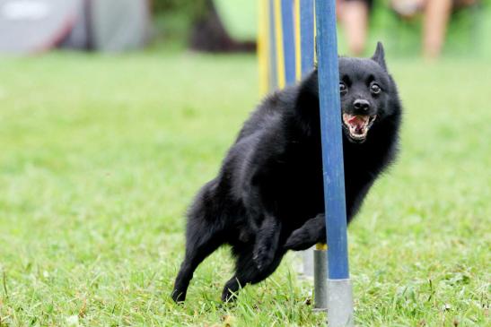 Buddy, 6 Jahre, im Slalom - den Spaß ins Gesicht geschrieben :)