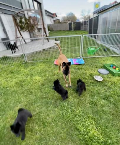 C-Wurf 52 Tage - mit unserem Malinois Layla im Garten
