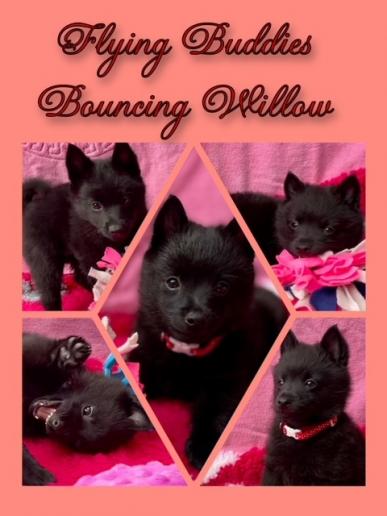 Willow