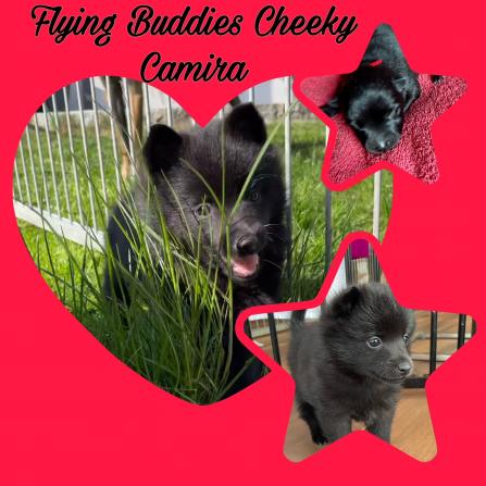 Flying Buddies Cheeky Camira