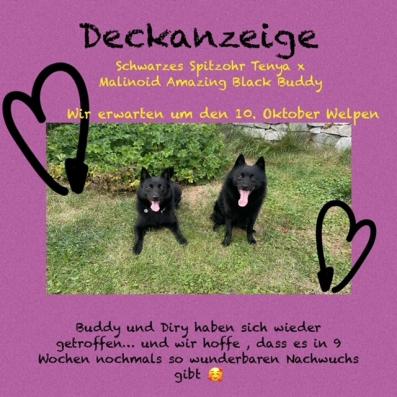 dirybuddy-deckanzeige