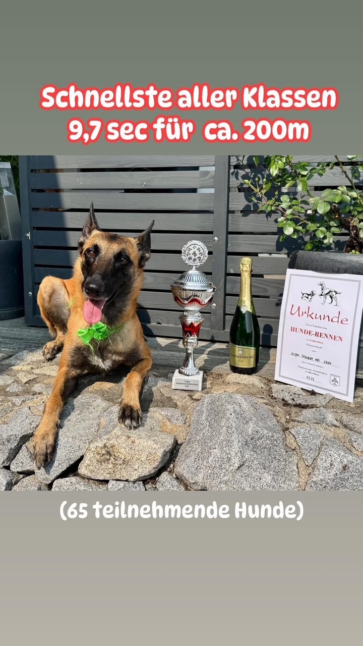 2025 gewann Layla das örtliche Hunderennen