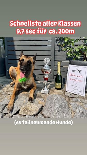 2025 gewann Layla das örtliche Hunderennen