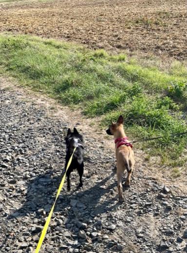 Erster Spaziergang mit neuer Freundin Amira