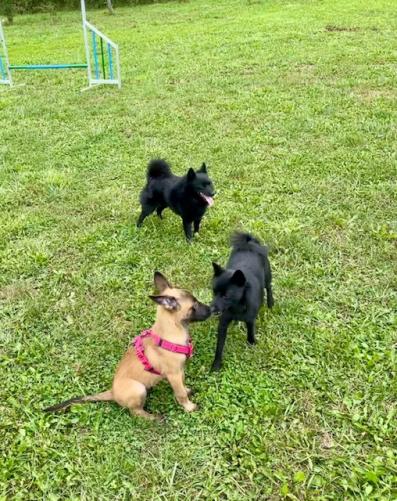 Erster Ausflug auf den Hundeplatz