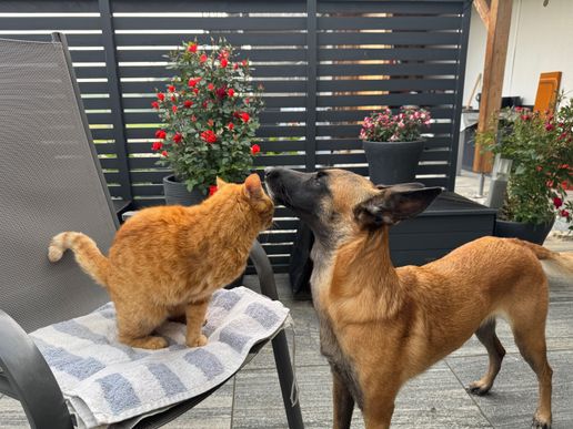 Layla und Simba
