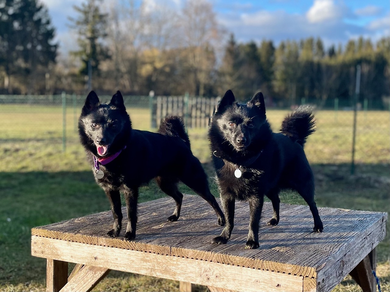 Februar 2022 - Buddy und Amira